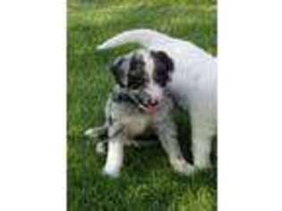 Mutt Puppy for sale in Barnesville, MN, USA