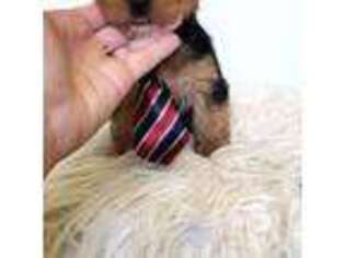 Yorkshire Terrier Puppy for sale in Mc Connellsburg, PA, USA