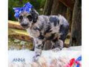 Mutt Puppy for sale in Marion, VA, USA