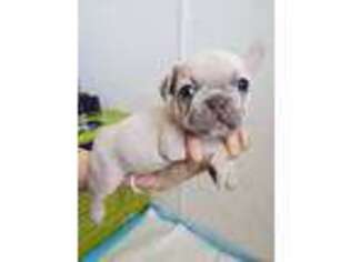 French Bulldog Puppy for sale in Alvarado, TX, USA