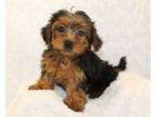Yorkshire Terrier Puppy for sale in Greenwood, AR, USA