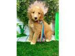 Goldendoodle Puppy for sale in Norman, OK, USA