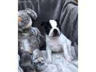 Boston Terrier Puppy for sale in Telford, PA, USA