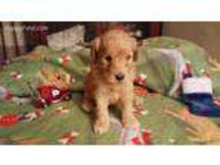 Labradoodle Puppy for sale in Chagrin Falls, OH, USA