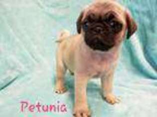Pug Puppy for sale in Supply, NC, USA