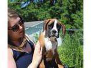 Boxer Puppy for sale in North Liberty, IA, USA