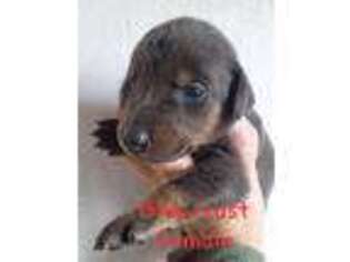 Doberman Pinscher Puppy for sale in Linn Creek, MO, USA