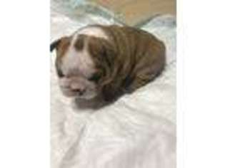 Bulldog Puppy for sale in Oak Ridge, TN, USA