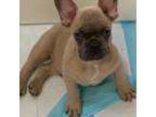French Bulldog Puppy for sale in Edgewood, MD, USA
