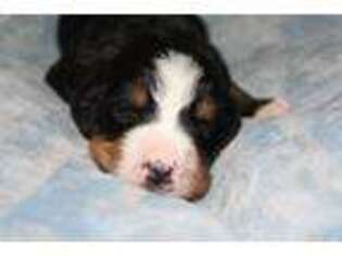 Bernese Mountain Dog Puppy for sale in Yorkville, IL, USA