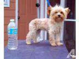 Yorkshire Terrier Puppy for sale in DAHLONEGA, GA, USA