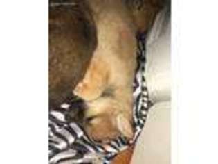 Shiba Inu Puppy for sale in Watertown, NY, USA