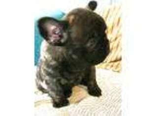French Bulldog Puppy for sale in Westlake, OH, USA