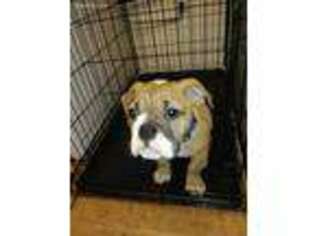 Olde English Bulldogge Puppy for sale in Forest Lake, MN, USA