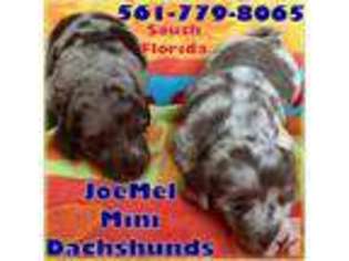 Dachshund Puppy for sale in FORT LAUDERDALE, FL, USA