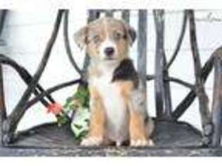 Australian Shepherd Puppy for sale in Cleveland, OH, USA