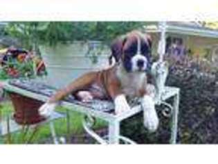 Boxer Puppy for sale in Colton, OR, USA