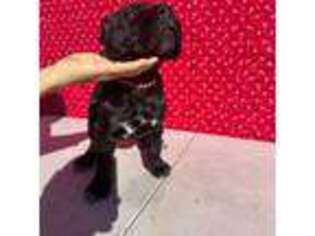Cane Corso Puppy for sale in Rosamond, CA, USA