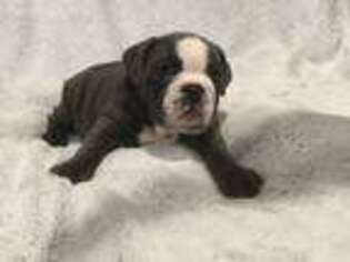Mutt Puppy for sale in Avon, MN, USA