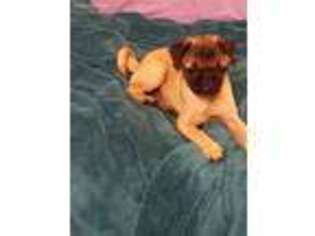 Pug Puppy for sale in Blanchard, OK, USA