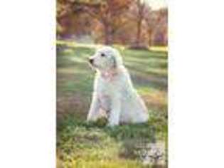 Labradoodle Puppy for sale in MEMPHIS, TN, USA
