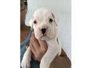 Boxer Puppy for sale in Cannelburg, IN, USA