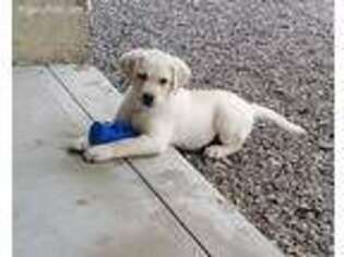 Labrador Retriever Puppy for sale in Woodburn, IN, USA