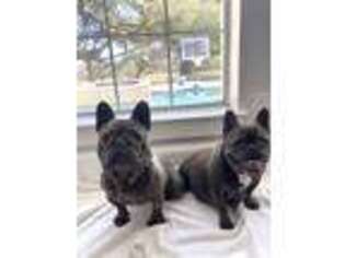 French Bulldog Puppy for sale in Bulverde, TX, USA
