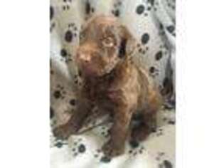 Labradoodle Puppy for sale in Bandera, TX, USA