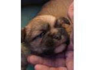 Shorkie Tzu Puppy for sale in Mentor, OH, USA