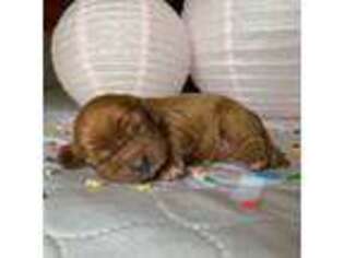 Cavalier King Charles Spaniel Puppy for sale in Limestone, TN, USA