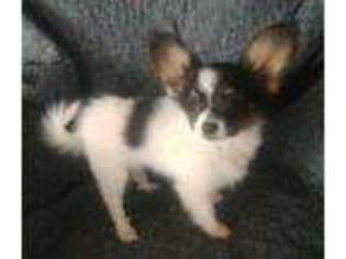 Papillon Puppy for sale in Culdesac, ID, USA