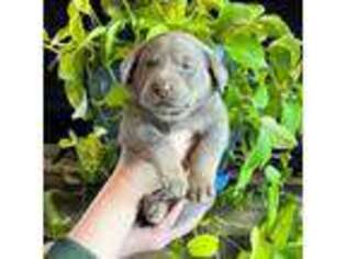 Labrador Retriever Puppy for sale in Upper Lake, CA, USA