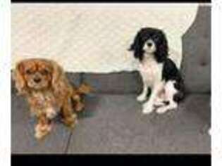 Cavalier King Charles Spaniel Puppy for sale in Asheville, NC, USA