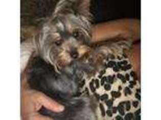 Yorkshire Terrier Puppy for sale in Houston, TX, USA