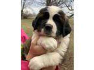 Saint Bernard Puppy for sale in Plain City, OH, USA