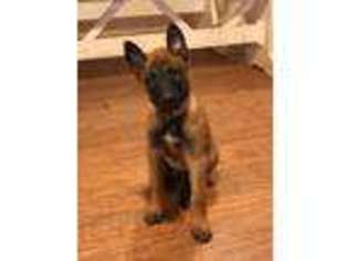 Belgian Malinois Puppy for sale in Normangee, TX, USA