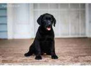 Labrador Retriever Puppy for sale in Waddell, AZ, USA