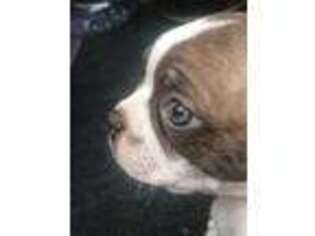 Boston Terrier Puppy for sale in Lewisburg, TN, USA