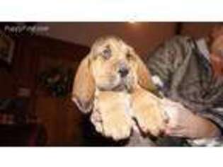 Bloodhound Puppy for sale in Thorndale, TX, USA
