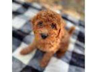 Goldendoodle Puppy for sale in Warrensburg, MO, USA