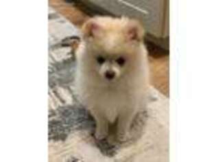 Pomeranian Puppy for sale in Arlington, VA, USA