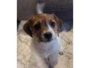 Jack Russell Terrier Puppy for sale in Saugus, MA, USA
