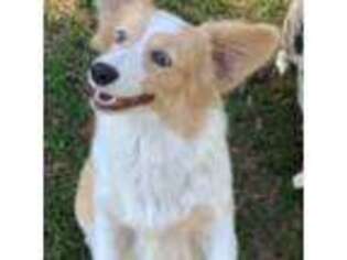 Pembroke Welsh Corgi Puppy for sale in Dade City, FL, USA