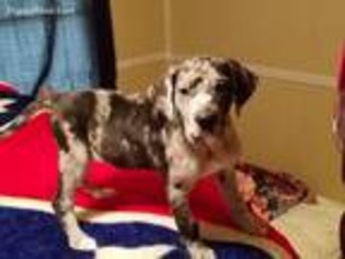 Great Dane Puppy for sale in Bolivar, TN, USA