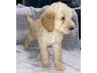 Goldendoodle Puppy for sale in Norco, LA, USA