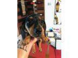 Dachshund Puppy for sale in Newport News, VA, USA