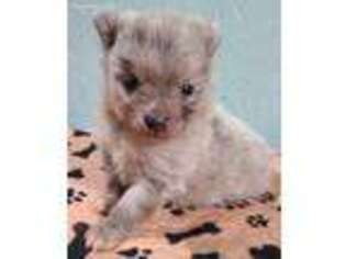 Pomeranian Puppy for sale in Wheaton, MO, USA
