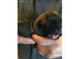 Mastiff Puppy for sale in Finland, MN, USA