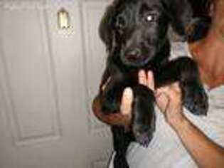 Labrador Retriever Puppy for sale in Calverton, NY, USA